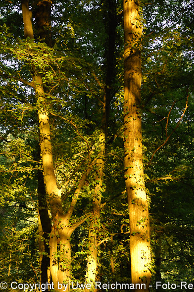 2011_07_15-20.02.14h_0166