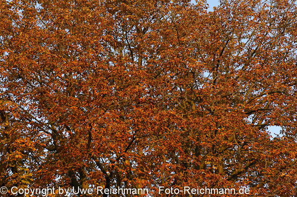 2011_10_02-18.07.36h_0299