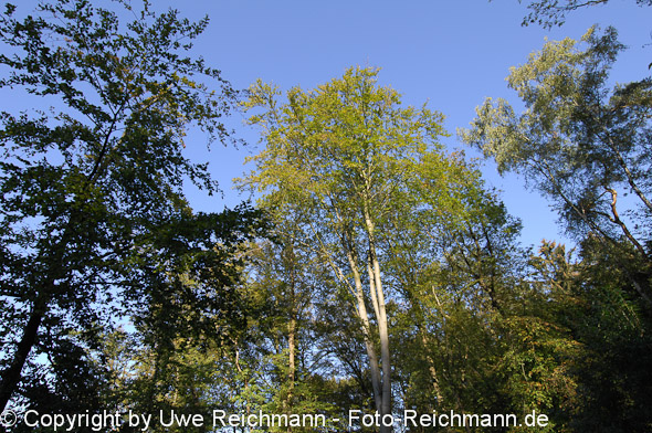 2011_10_16-14.16.02h_0267