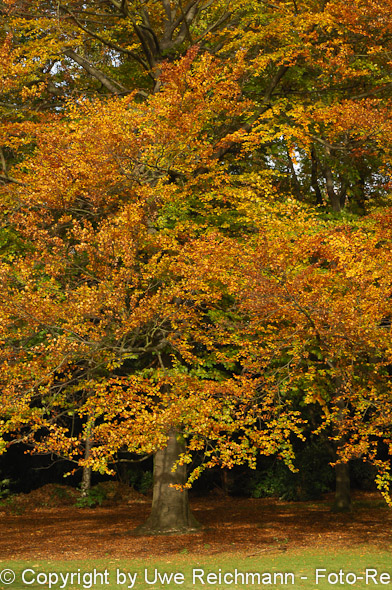 2011_10_27-14.49.42h_0065