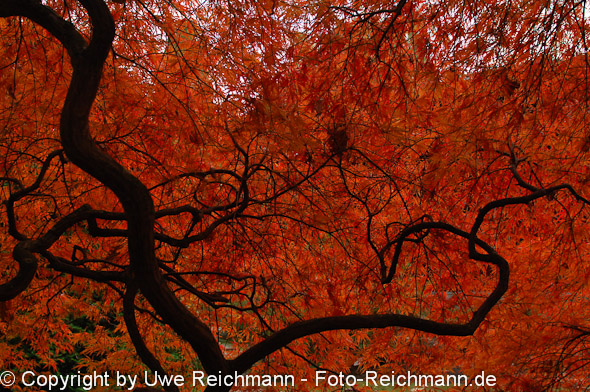 2011_10_27-15.27.14h_0135