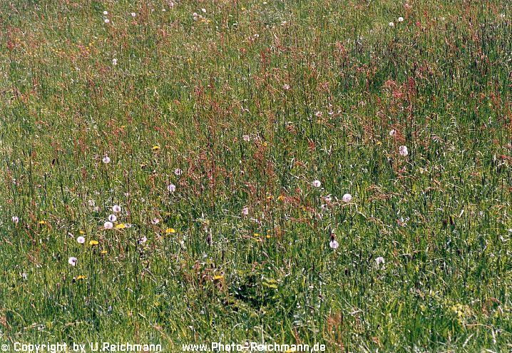 zum eintreten in die 43.Galerie in das Bild klicken - to enter 
the 43rd gallery just click the picture Pic-name: 663n2Wiese