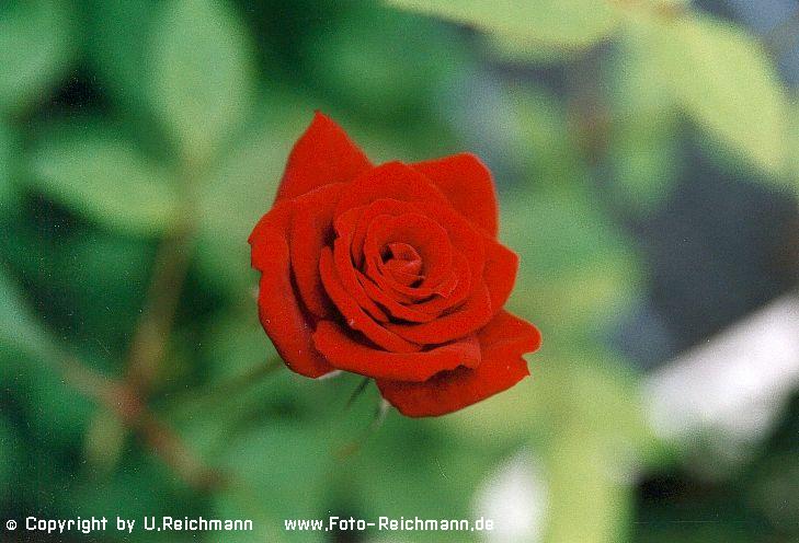 Click to enter the gallery! Picture ID: 670n8a