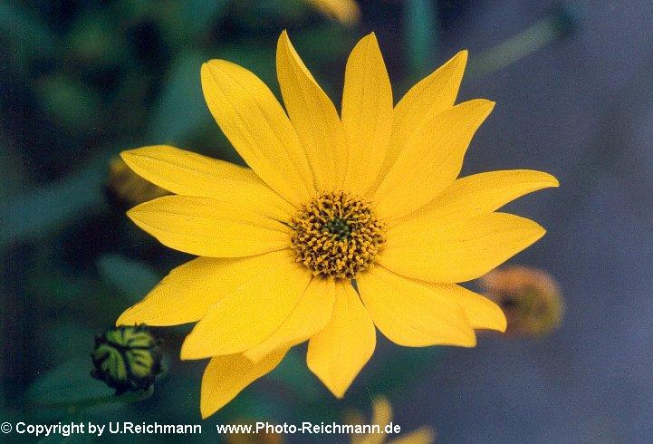 zum eintreten in die 61.Galerie in das Bild klicken - to enter
the 61st gallery just click the picture Pic. Nr.: 821n31