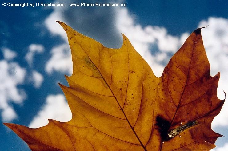 zum eintreten in die 70.Galerie in das Bild klicken !! click
the picture to enter the 70th gallery! Name of the Picture: 892n34