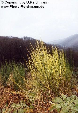 Klicken Sie in das Bild um in die 72. Galerie zu kommen! Nummer des Bildes: 924n14 - Name of the Picture: 924n14 - Click the Picture to enter the Gallery!